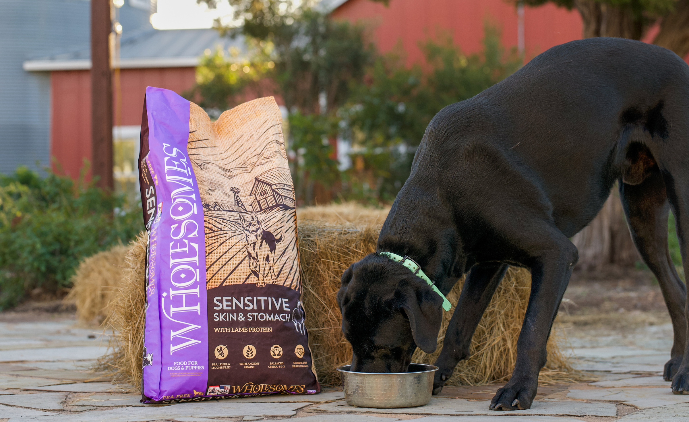 The Importance of Essential Nutrients in the Diet of Dogs and Cats
